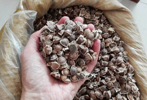 辣木籽的功效與作用有很多，但這5類人群不適合食用