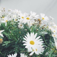 曝光！美世投資不正規(guī)！老師指導(dǎo)操作虧損慘重怎么辦？