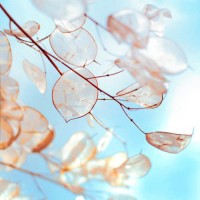 震驚！stplfx正規(guī)合法嗎？老師帶單不為人知內(nèi)幕真相揭秘