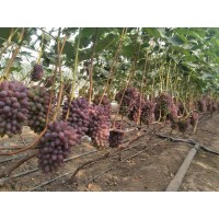 吉林著色香葡萄苗批發(fā)優(yōu)質(zhì)茉莉香葡萄苗廠家直銷(xiāo)