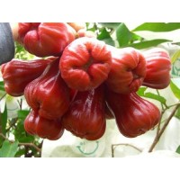 深圳進(jìn)口泰國榴蓮報關(guān)公司泰國水果清關(guān)