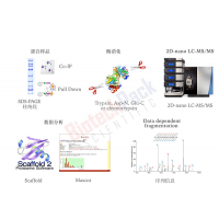 蛋白膠點(diǎn)、膠條、IP樣品蛋白質(zhì)鑒定