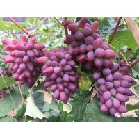 吉林茉莉香葡萄苗_大量批發(fā)價(jià)格出售_基地直銷(xiāo)_成活率高