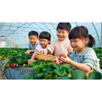 自然課堂,趣味實踐:蘇州三六六青少年草莓采摘研學(xué)營招募中!